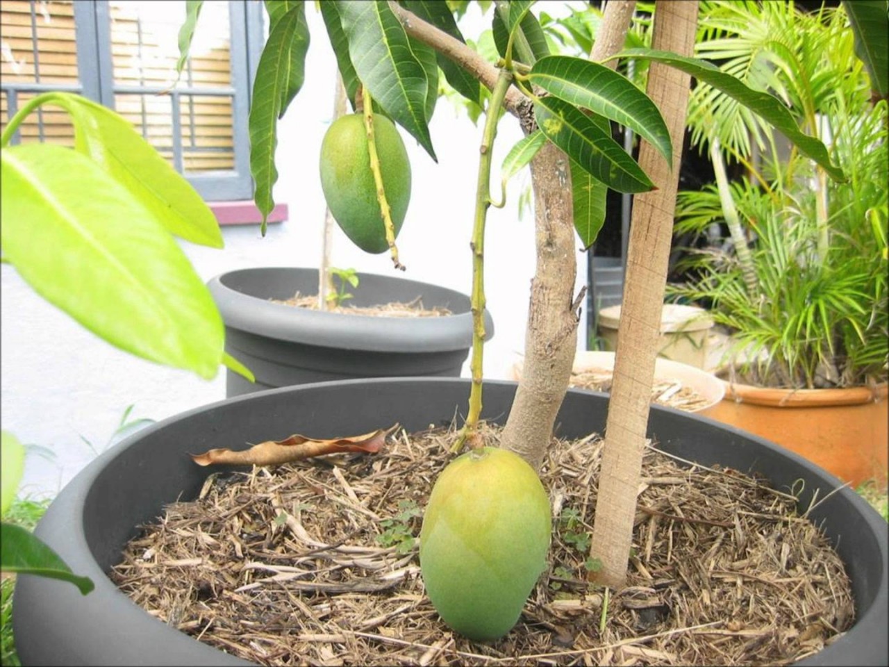 Выращивание фруктов в домашних условиях. Карликовое манго дерево. Прорастить манго. Дерево манго Росток. Деревце манго в горшке.