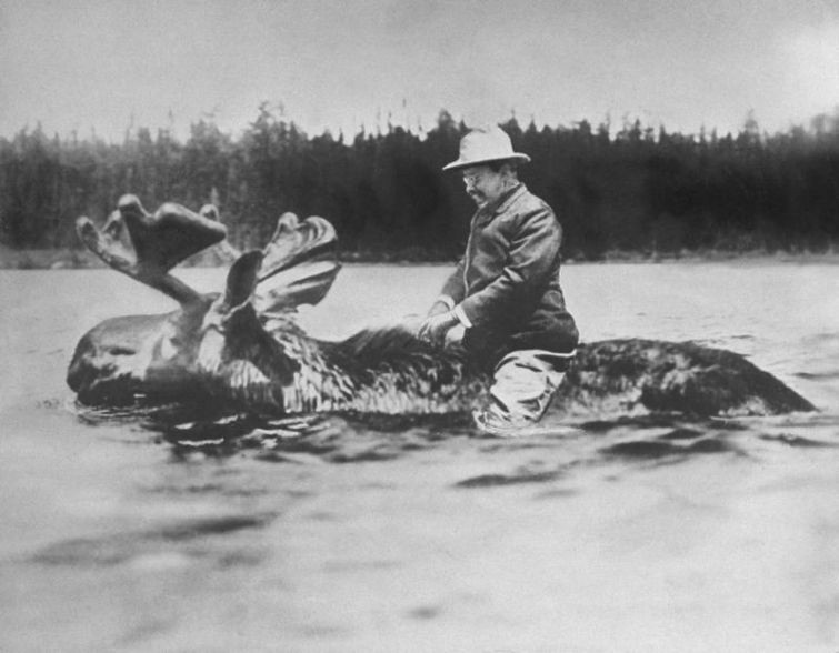 Губернатор штата Нью-Йорк и будущий 26-й президент США Теодор Рузвельт переплывает реку верхом на лосе, 1900 г история, картинки, фото