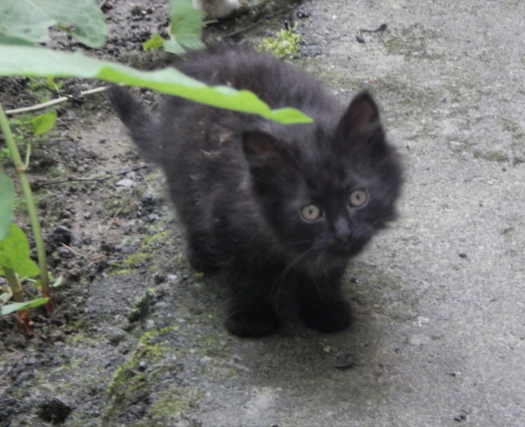 Авито черные котята. Бездомный черный котенок. Черный котенок на улице. Чёрныф котёнок Бездомнфй. Черный бродячий кот.