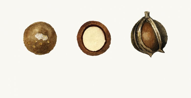 Чем опасна аллергия на орехи и чем их можно заменить?
