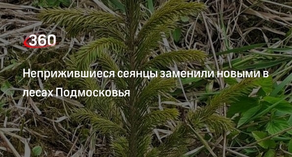 Неприжившиеся сеянцы заменили новыми в лесах Подмосковья