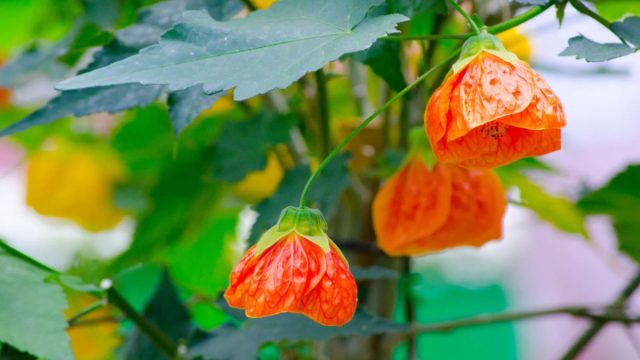 10 оригинальных комнатных с потрясающим цветением 10 оригинальных комнатных с потрясающим цветением растение, цветки, называют, растения, очень, иногда, цветок, всего, комнатных, растений, цветы, цвета, цветет, комнатный, яркие, состоят, округлый, света, цвести, листьев