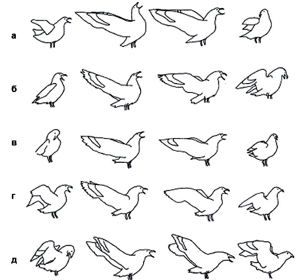 и бурого поморника (а—д — разные птицы, прорисовки по кадрам фильмов). Индивидуальная изменчивость не уничтожает общевидового облика демонстрации. 