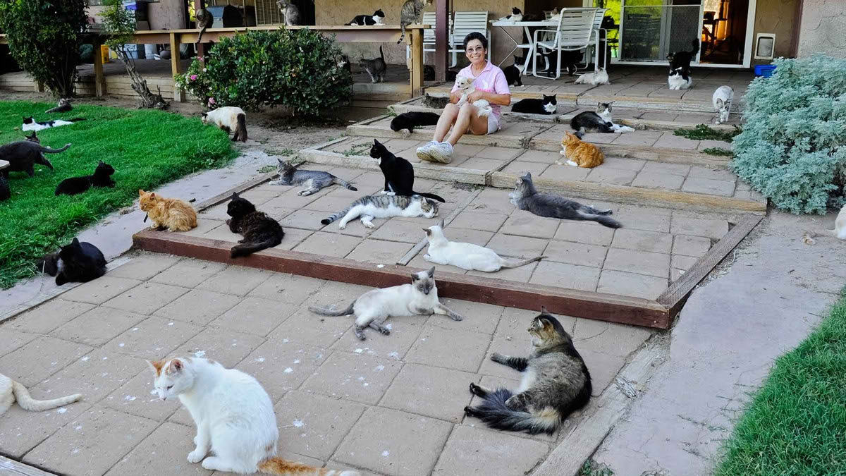 Самый большой приют для кошек и собак