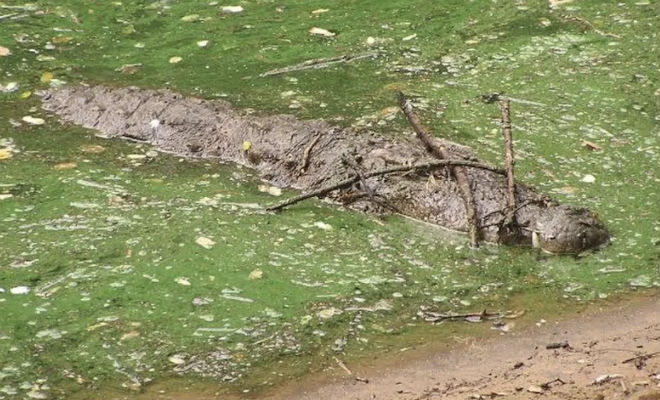 5 животных-обманщиков животные,охота,Природа,Пространство,хитрость