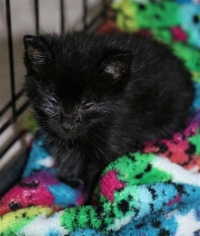 Эта брошенная кошечка превратилась в роскошную мадам Эта брошенная кошечка превратилась в роскошную мадам