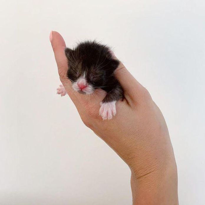 Без кота и жизнь не та