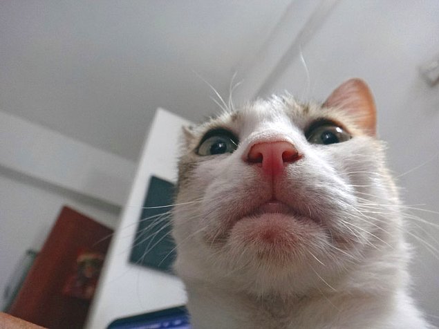 НЕфотогеничные кошки... Да, да, и такие бывают!