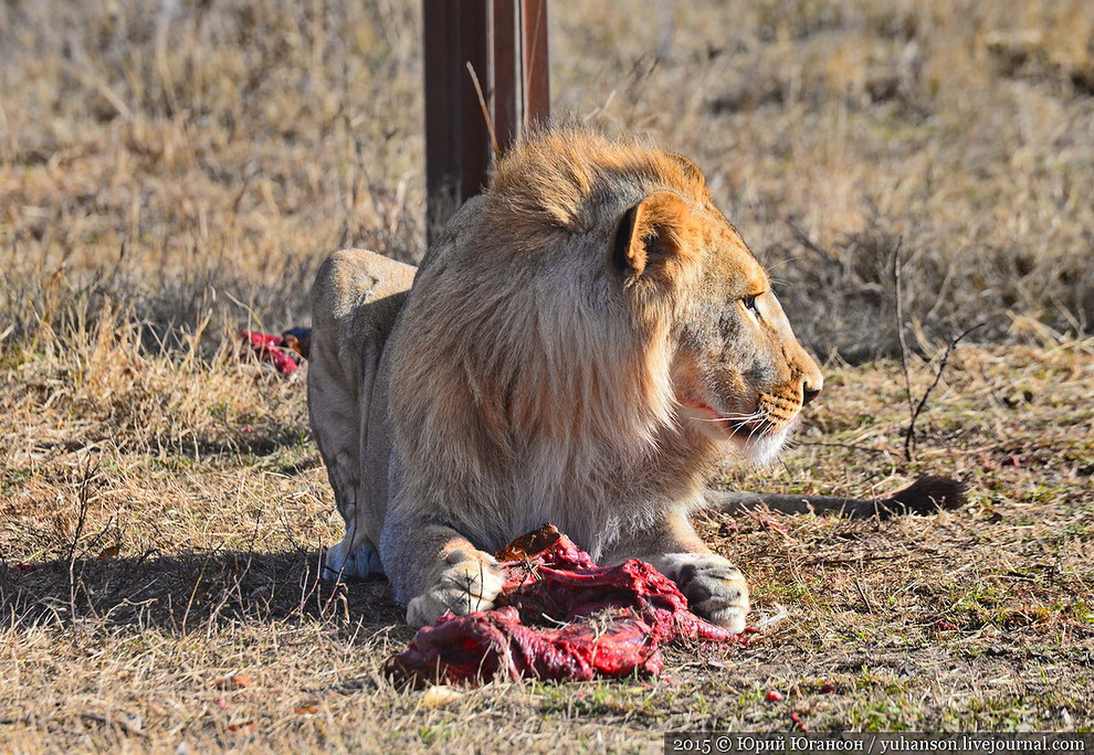 Сафари-парк Тайган в Крыму
