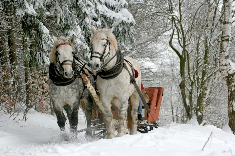 Катание на упряжке зимних лошадей не оставит равнодушными ни детей, ни взрослых