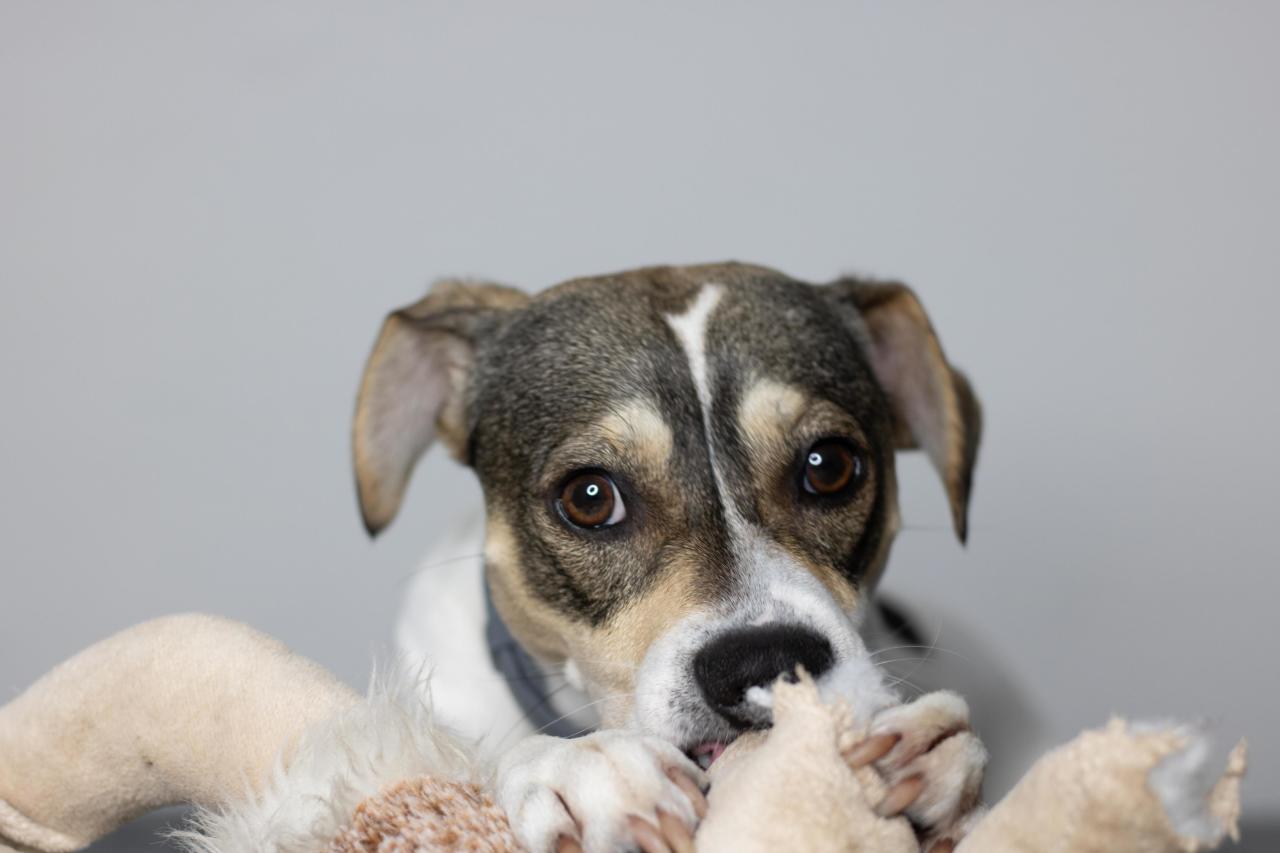 Как подружить кошку и собаку: пошаговый гид для владельцев чтобы, кошки, питомца, животных, собаки, может, питомцев, кошка, только, важно, стоит, возможность, животные, собака, животного, должен, живет, должны, могут, время