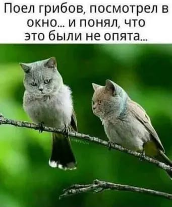 Юмор из интернета 673 Юмор из интернета 673 позитив,смех,улыбки,юмор