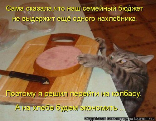 Новая котоматрица для хорошего настроения (32 фото)