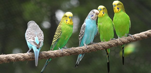 Волнистый попугай – уход, кормление, клетка и чем кормить домашние животные,наши любимцы