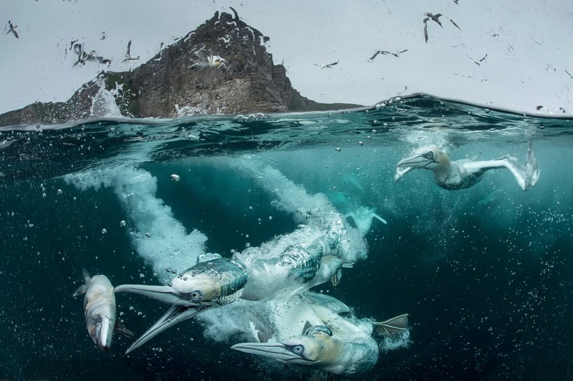 Лучшие фотографии птиц с конкурса Bird Photographer of the Year