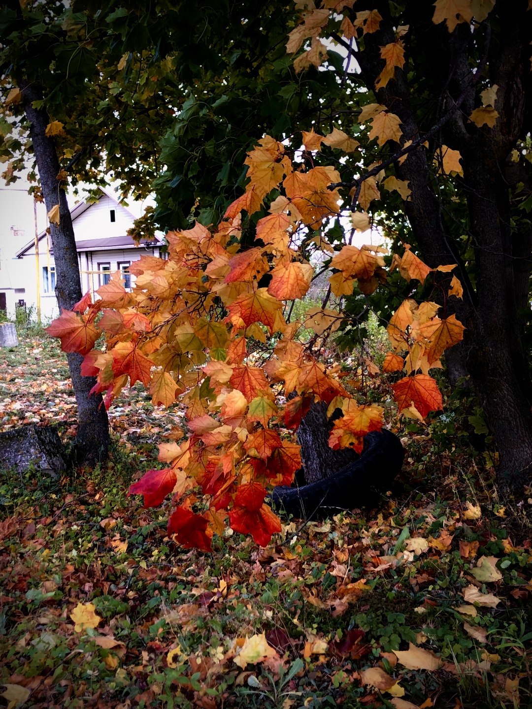 Осень 