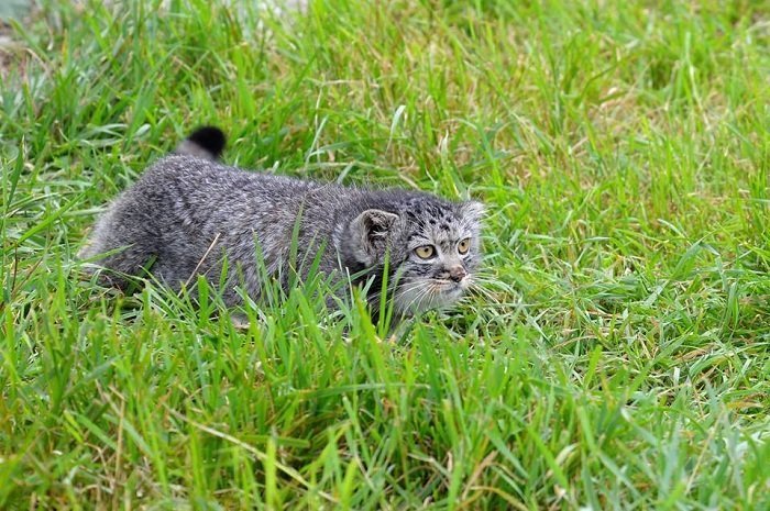 Мануленок Дарья заповедник, кошки, манул