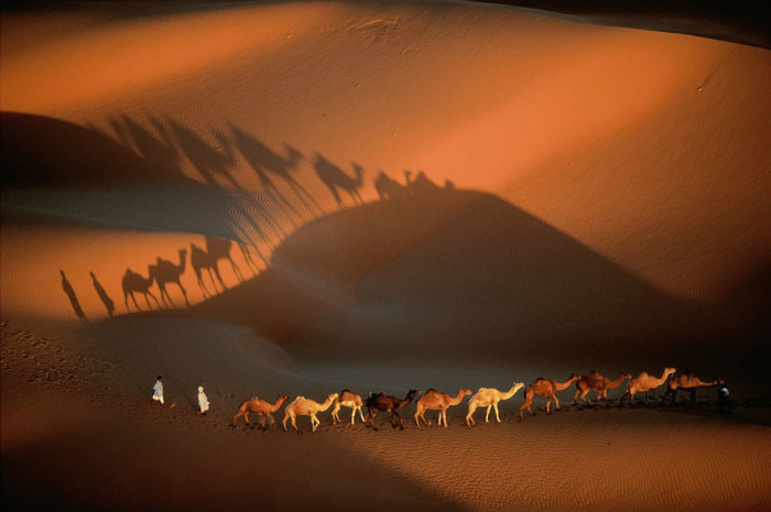 Караван верблюдов в пустыне Мавритании.