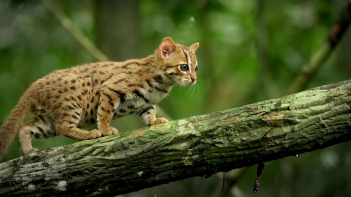 Самая крошечная дикая кошка в мире также, кошка, которая, дикая, ржавая, списке, ржавую, время, дневное, кошки, помещается, крошечные, человека 4, основном, ладони, ведут, Природа, длиной, легко, образ