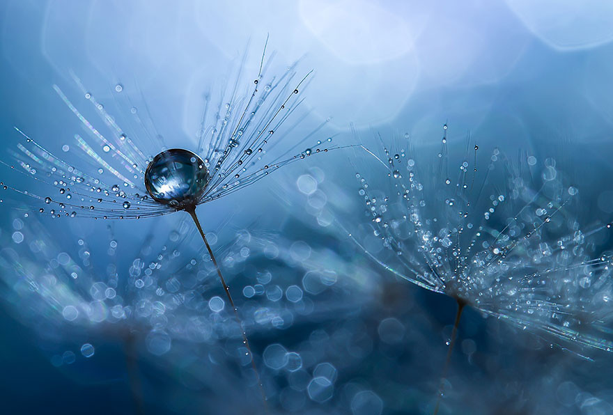 "Капля воды". Макросъемка от Miki Asai  красота, природа, фото