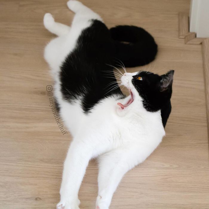 Кот Иззи с невероятными глазами покорил соцсети