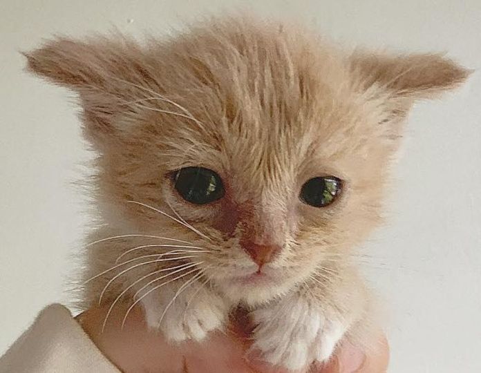 Без кота и жизнь не та