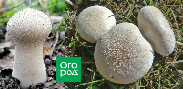 Съедобный или нет: 7 грибов, о которых вечно спорят грибы, гриба, сбора, съедобные, всего, более, обычно, грибов, съедобны, лисички, очень, плодовое, отваривания, возрастом, случае, ктото, ядовитые, шляпкой, только, действительно