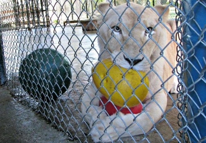 Львица за решеткой