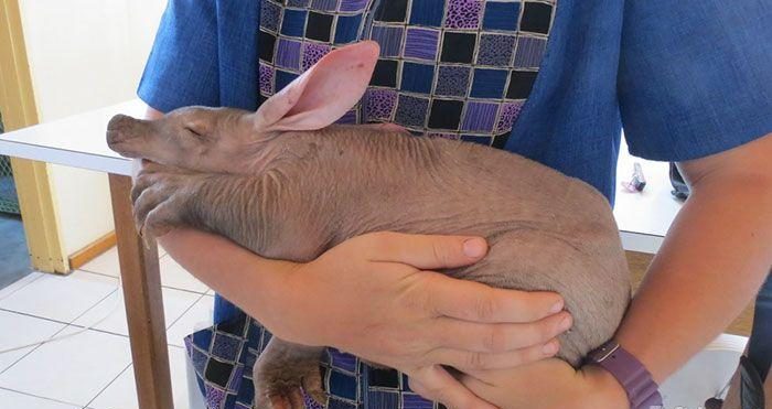 spasenie-detenysha-muraveda-2