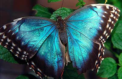 Бабочка со шпорами на крыльях: строение и особенности