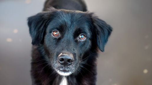 Самый главный воришка