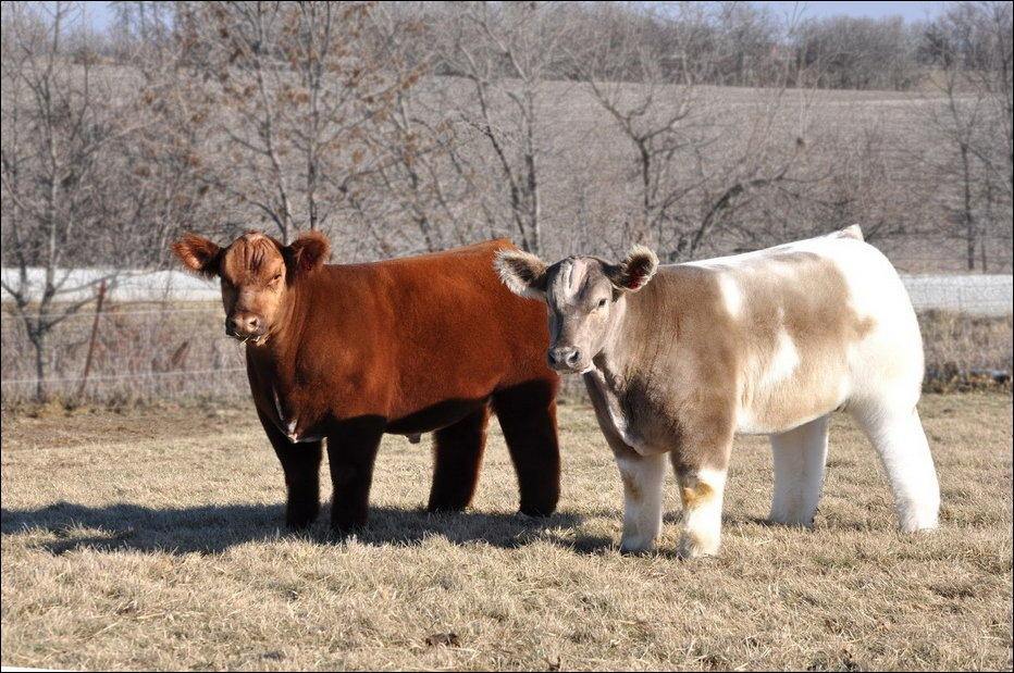 Плюшевые красавицы-коровы из Айовы