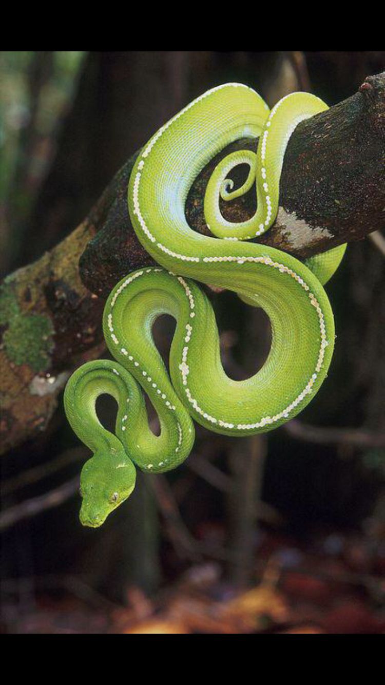 Зеленый питон (лат. Morelia viridis) 16