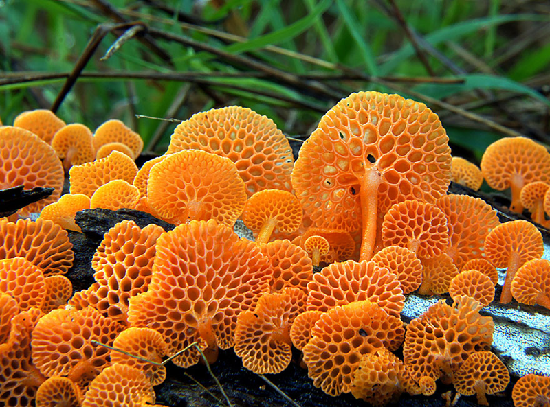 12. Favolaschia calocera Оранжевый пористый гриб. грибы, интересное, фото