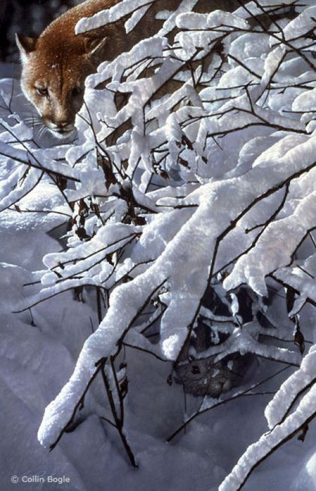 Фотореалистичные картины художника Коллина Богля живопись