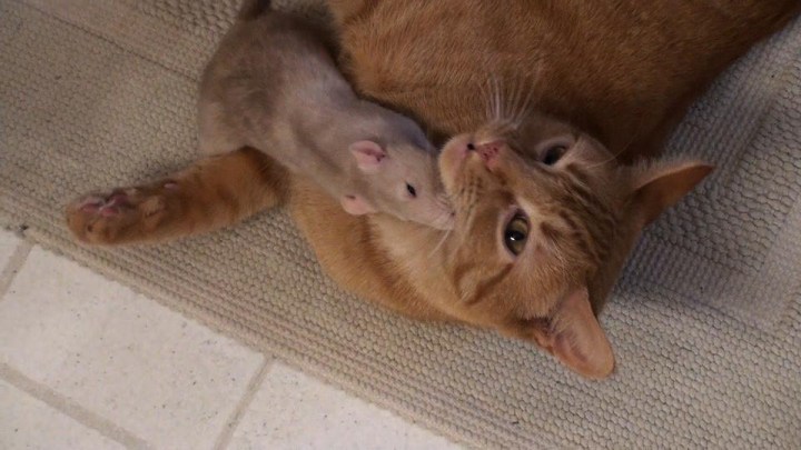 необычная дружба кота и крысы 