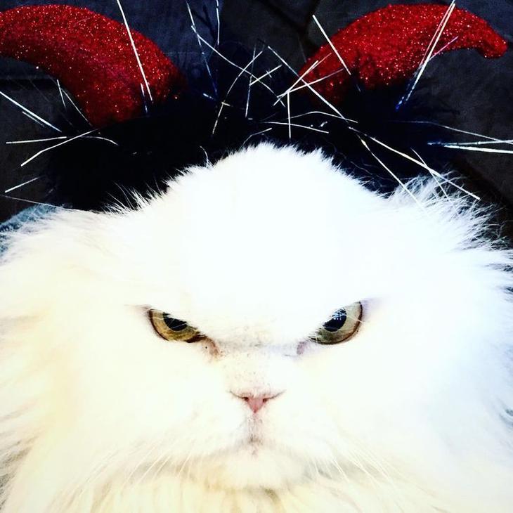 20 кошек, которые очевидно хотят вам навредить 