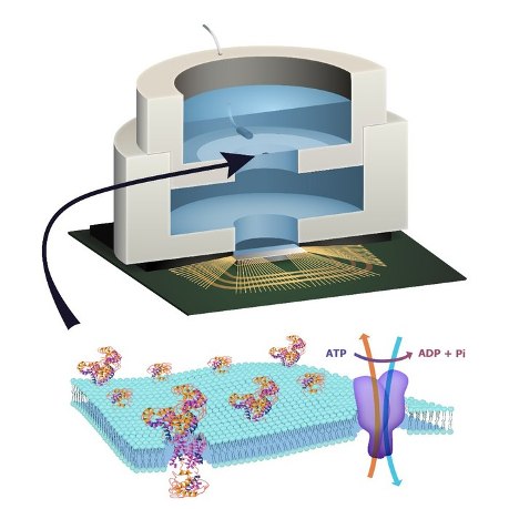 bilayerchip-3