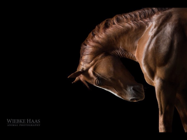 красивые фотографии лошадей