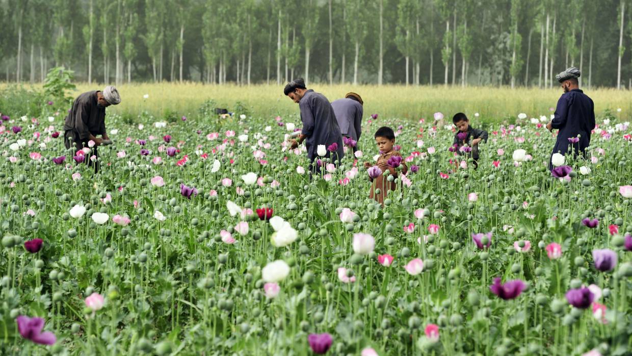 Афганистан нарастил производство опиатов