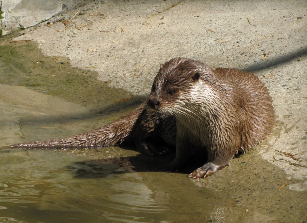 Маленькие хищники
