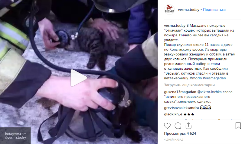 Спасенные коты видео. Кот которого вытащили из пожара. Спас кота из пожара. Пожарный реанимирует кота.