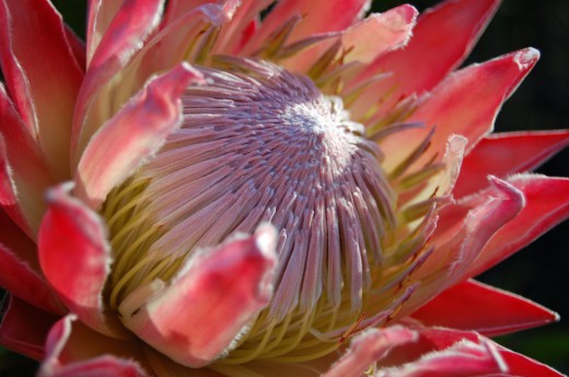 Протея артишоковая (Protea cynaroides)