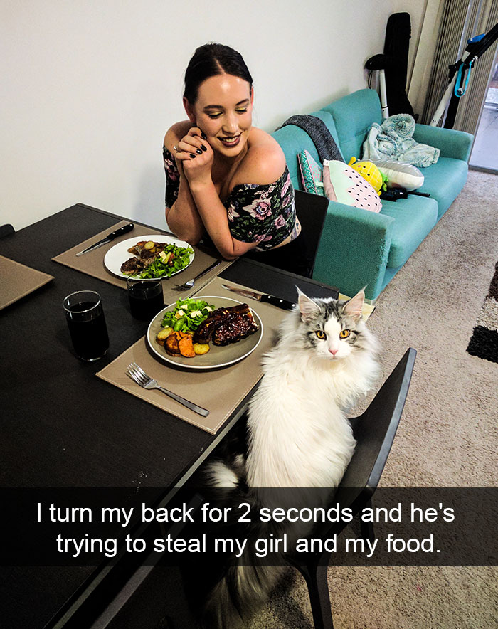 Hilarious-cat-snapchats