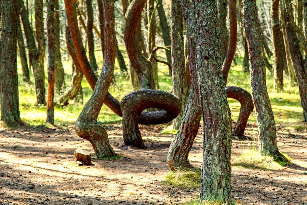 "Танцующий лес" Куршской косы/ © gismeteo.ru