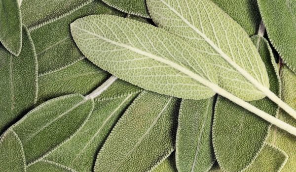 магия с шалфеем