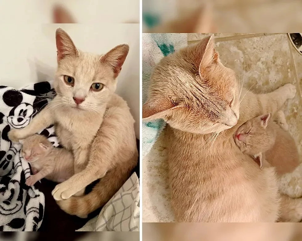 Без кота и жизнь не та