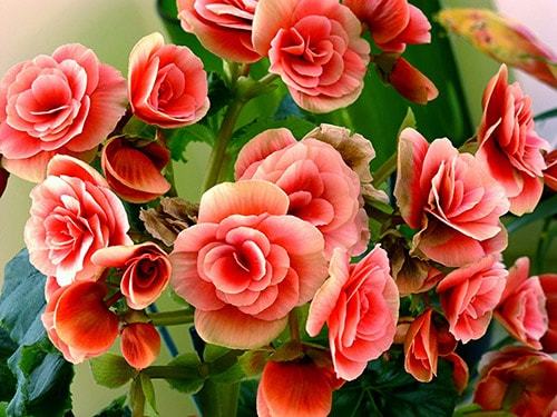 Уход и выращивание бегонии в домашних условиях Уход и выращивание бегонии в домашних условиях комнатные растения,полезные советы