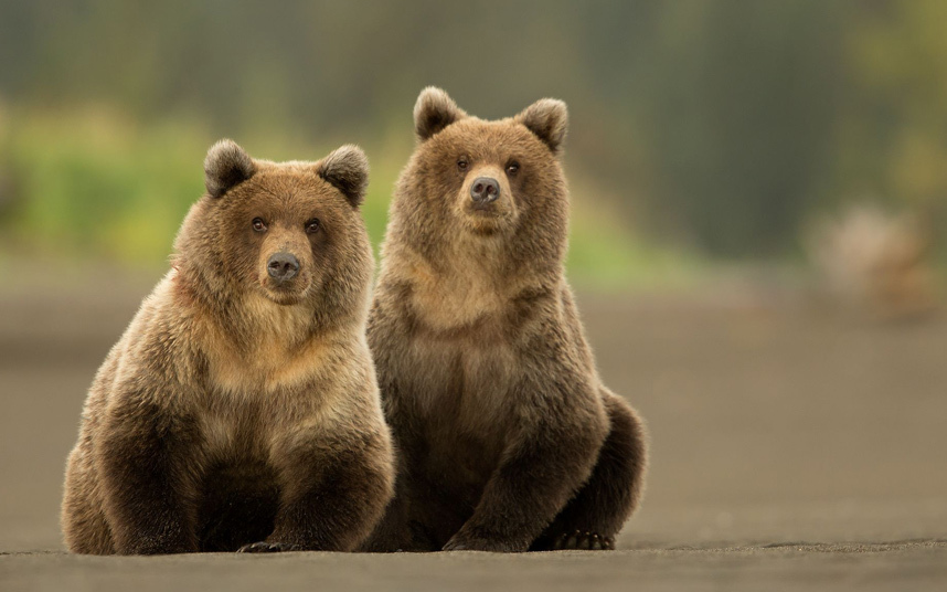 Аляскинские бурые медведи 