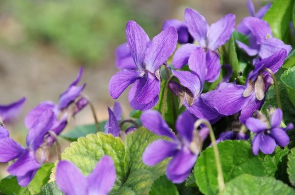 Фиалка душистая (Viola odorata) Фиалка душистая (Viola odorata)